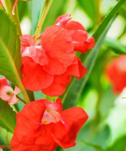 小凤仙花怎么养？小凤仙花的养殖技巧和注意事项是什么？