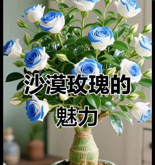玫瑰花如何养护才能顺利开花？