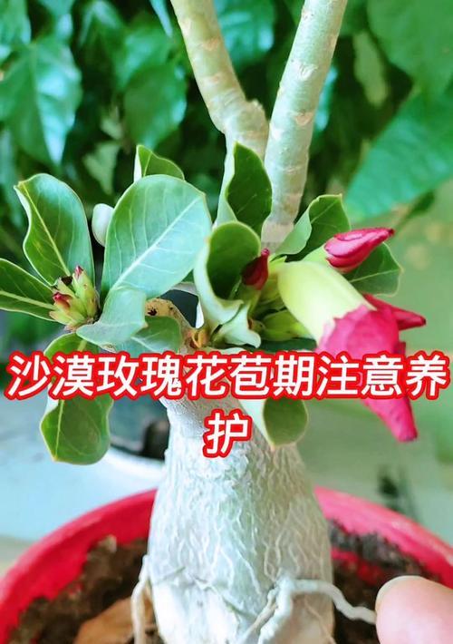 玫瑰花如何养护才能顺利开花？