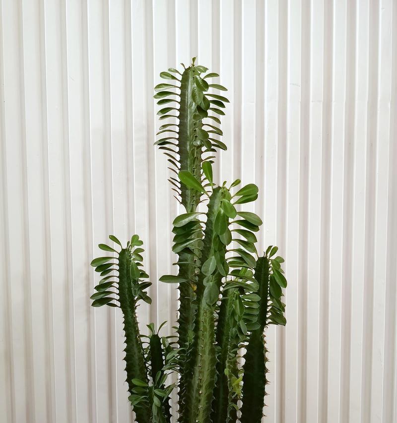 金晃植物的养护要点是什么？