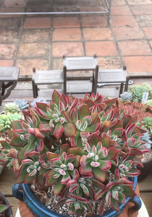 金晃植物的养护要点是什么？