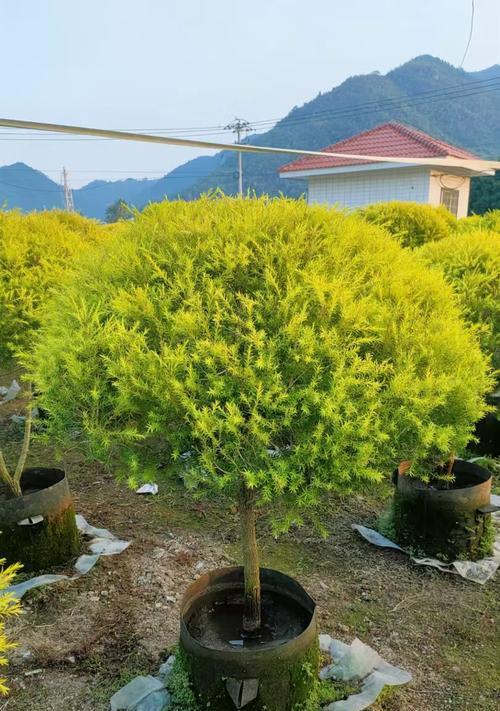 金晃植物的养护要点是什么？