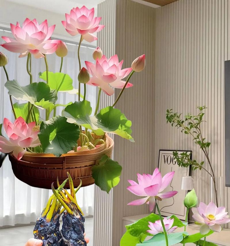 水培开花植物有哪些？如何进行水培养护？