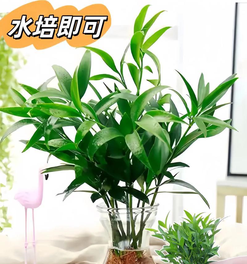 水培开花植物有哪些？如何进行水培养护？