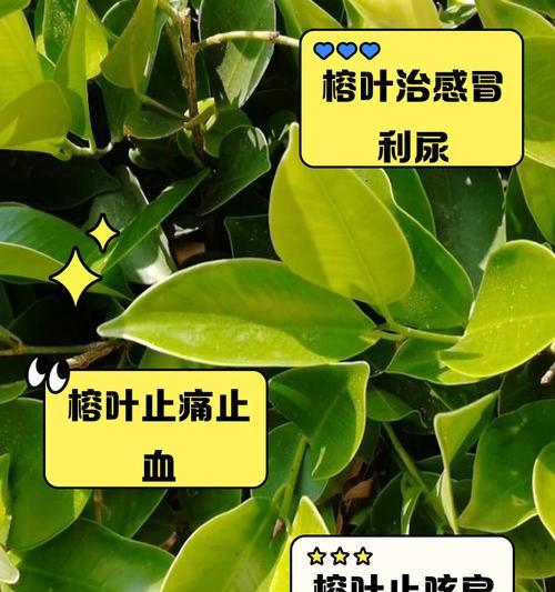 榕树落叶的原因是什么？