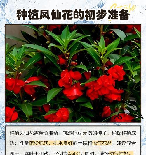 凤仙花种植方法步骤是什么？如何正确种植凤仙花？