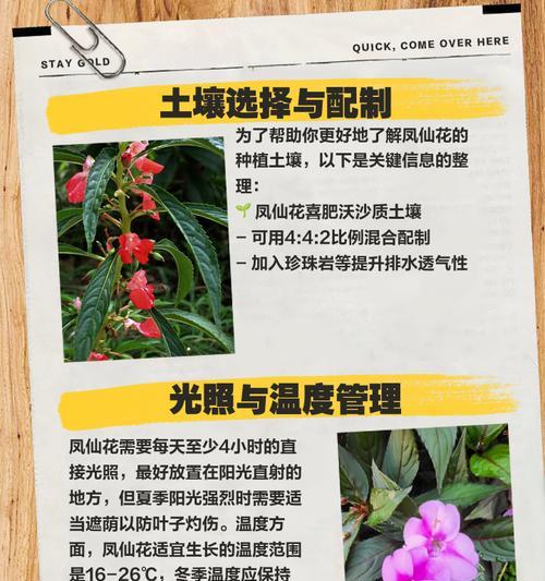 凤仙花种植方法步骤是什么？如何正确种植凤仙花？