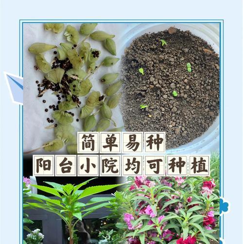 凤仙花种植方法步骤是什么？如何正确种植凤仙花？