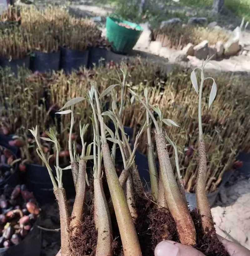 榴莲催芽技巧有哪些？如何加速榴莲种子发芽过程？