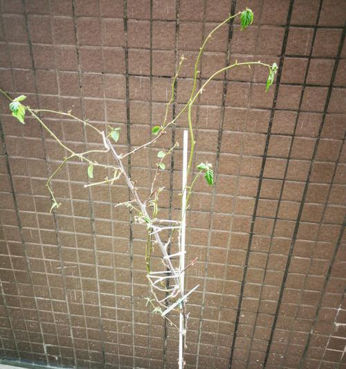 花筒树修剪枝叶的最佳时机是什么时候？如何正确修剪以促进生长？