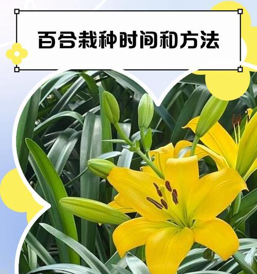 白合花怎么选种植方法？有哪些高效种植技巧？
