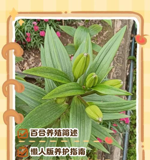 白合花怎么选种植方法？有哪些高效种植技巧？