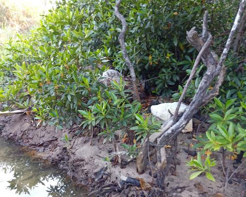 海喷菇种植方法是什么？如何正确种植海喷菇？