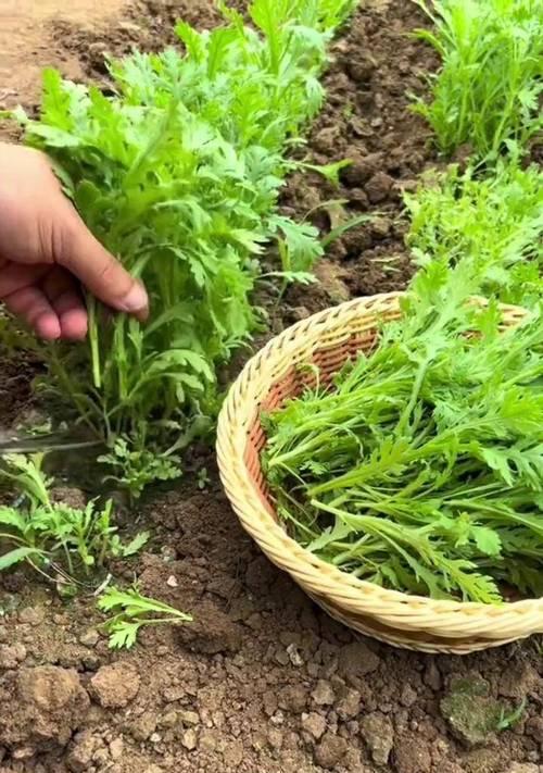 茼蒿催芽之后怎么种植？种植步骤和注意事项是什么？
