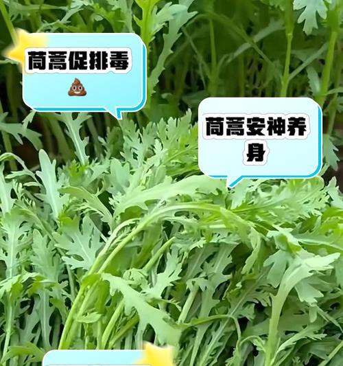 茼蒿催芽之后怎么种植？种植步骤和注意事项是什么？