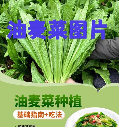 油麦菜怎么种植方法？家庭种植油麦菜有哪些技巧？