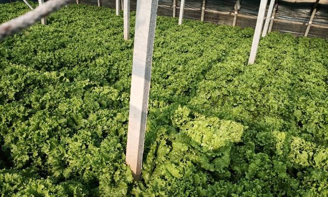 油麦菜怎么种植方法？家庭种植油麦菜有哪些技巧？
