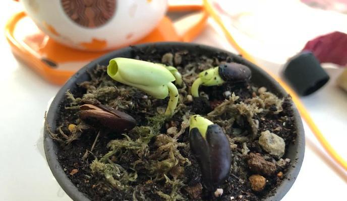 蒜叶种子催芽方法是什么？需要多长时间才能发芽？