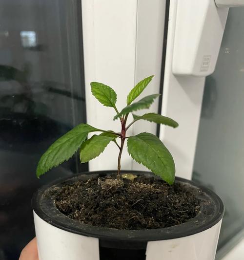 旱藕种子催芽方法是什么？需要多长时间才能发芽？