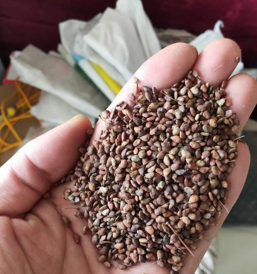 旱藕种子催芽方法是什么？需要多长时间才能发芽？