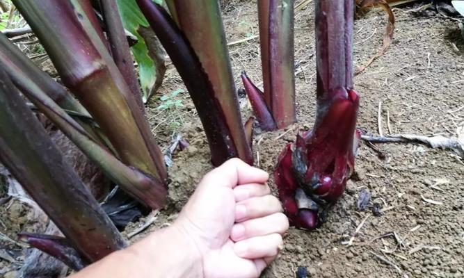旱藕种子催芽方法是什么？需要多长时间才能发芽？