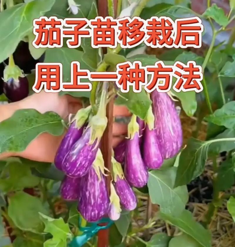 茄子种子怎么种植方法？详细步骤和注意事项是什么？