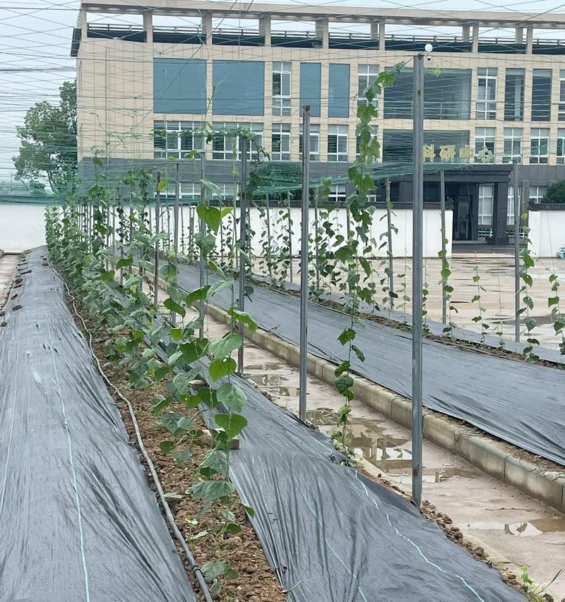 西瓜起垄种植方法是什么？如何正确进行西瓜起垄？