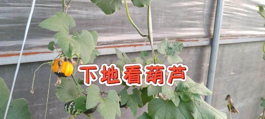 墨西哥葫芦催芽最快方法是什么？如何快速发芽？
