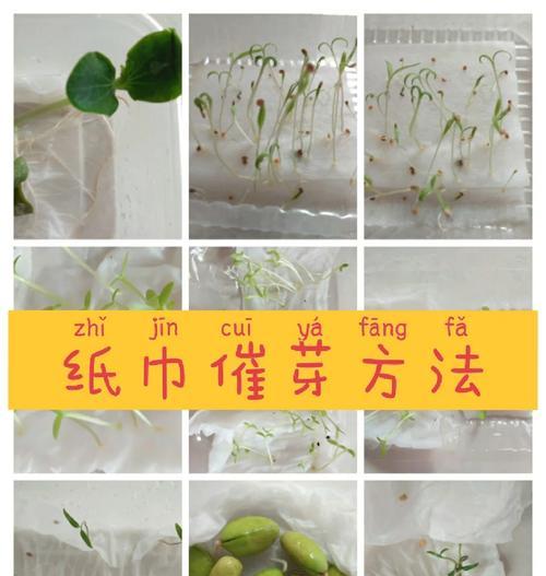 墨西哥葫芦催芽最快方法是什么？如何快速发芽？