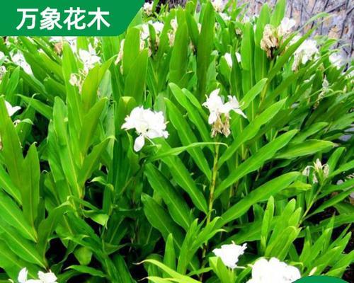 姜花种植方法有哪些常见问题？如何解决？