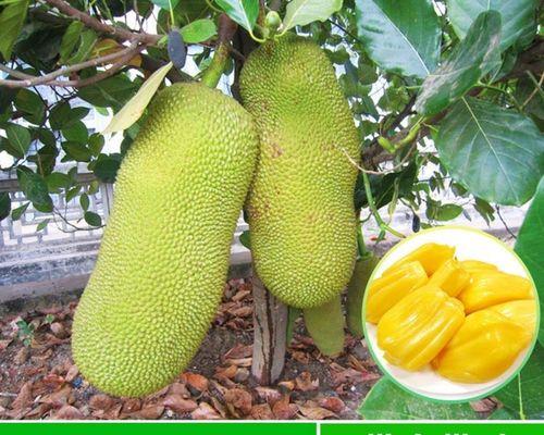 波箩蜜怎么种植方法？从种子到收获的全过程解析？