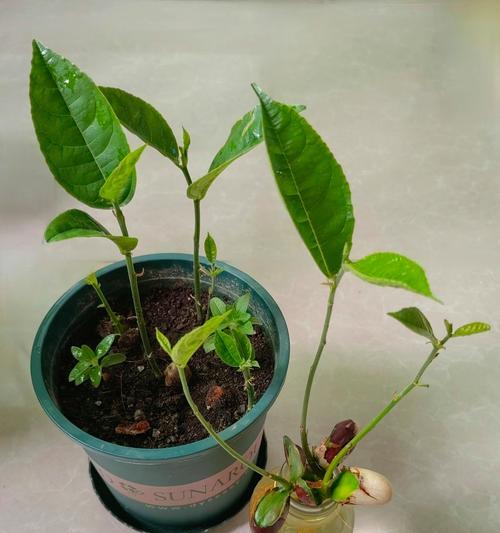 波箩蜜怎么种植方法？从种子到收获的全过程解析？