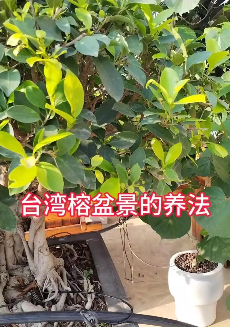 大榕树修剪枝的最佳时机是什么时候？修剪后如何护理？