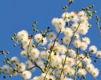 含羞草催芽后如何正确栽种？需要注意哪些步骤？