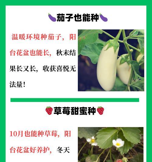 白梢瓜怎么种植方法？种植过程中需要注意哪些问题？