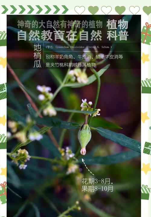 白梢瓜怎么种植方法？种植过程中需要注意哪些问题？