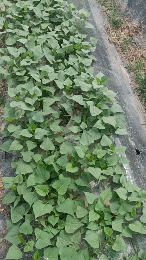 白梢瓜怎么种植方法？种植过程中需要注意哪些问题？