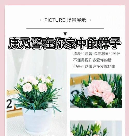 康乃馨根种植方法是什么？如何正确种植康乃馨根？