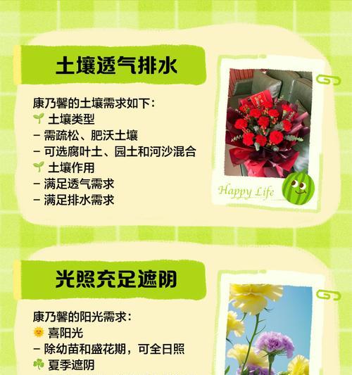 康乃馨根种植方法是什么？如何正确种植康乃馨根？