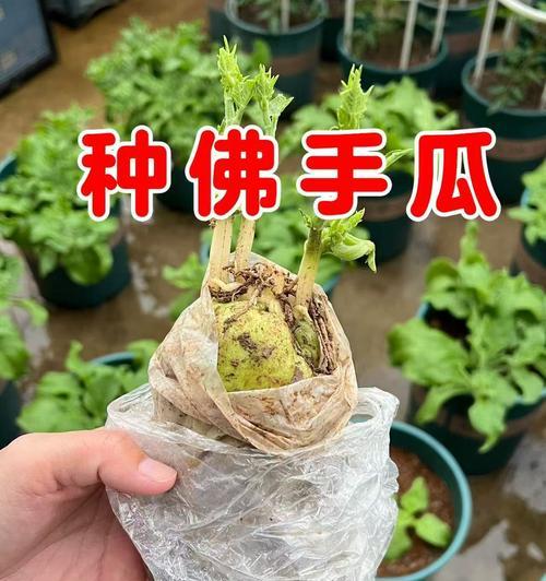 佛手瓜催芽方法是什么？需要多长时间才能发芽？