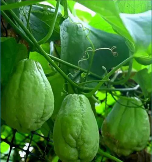 佛手瓜催芽方法是什么？需要多长时间才能发芽？