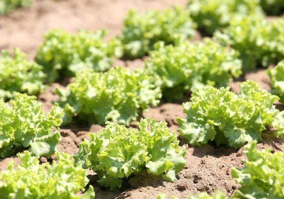 生菜催芽后夏天种植方法是什么？需要注意哪些问题？