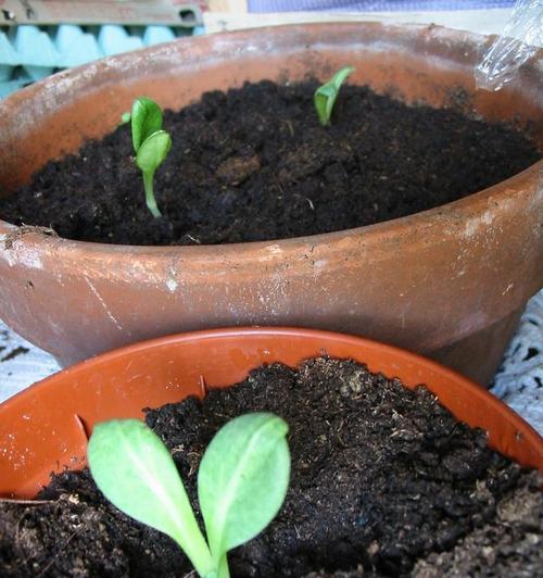 生菜催芽后夏天种植方法是什么？需要注意哪些问题？