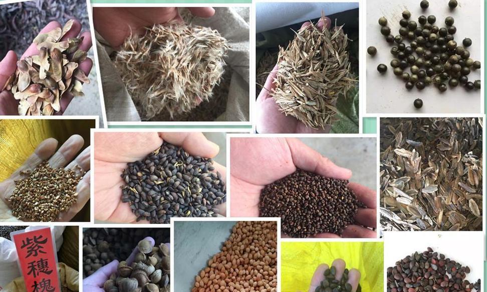 生菜催芽后夏天种植方法是什么？需要注意哪些问题？