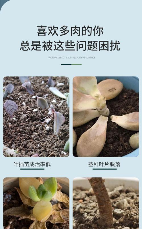 催芽后芽朝上了怎么办？如何调整植物生长方向？
