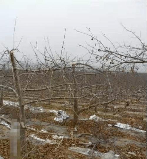 苹果树催芽剂怎么操作？使用方法和注意事项是什么？
