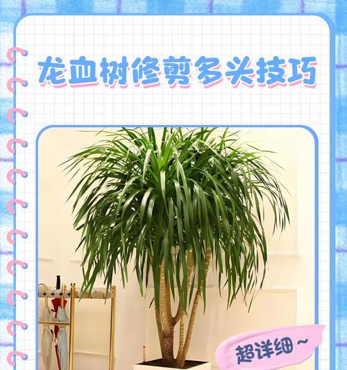 秋季龙眼修剪枝条的正确方法是什么？修剪后如何促进生长？
