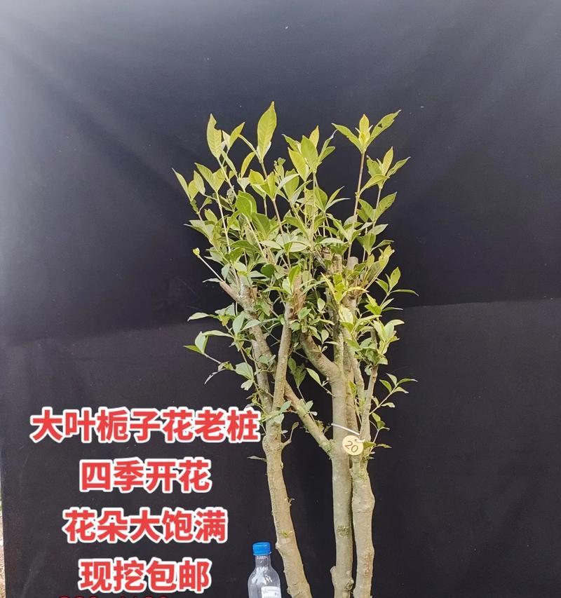 丛林桩种植与修剪方法有哪些常见问题？