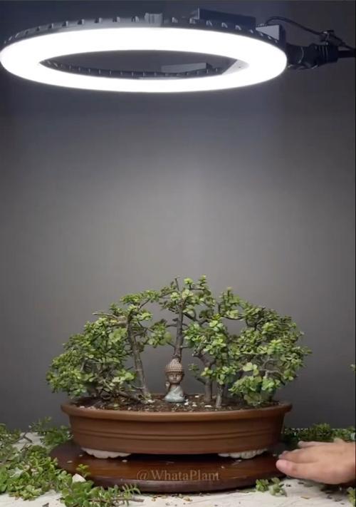 丛林桩种植与修剪方法有哪些常见问题？