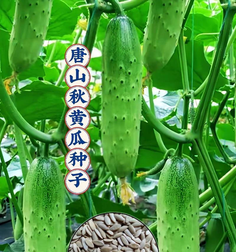 大黄瓜种子催芽方法是什么？需要多长时间才能发芽？